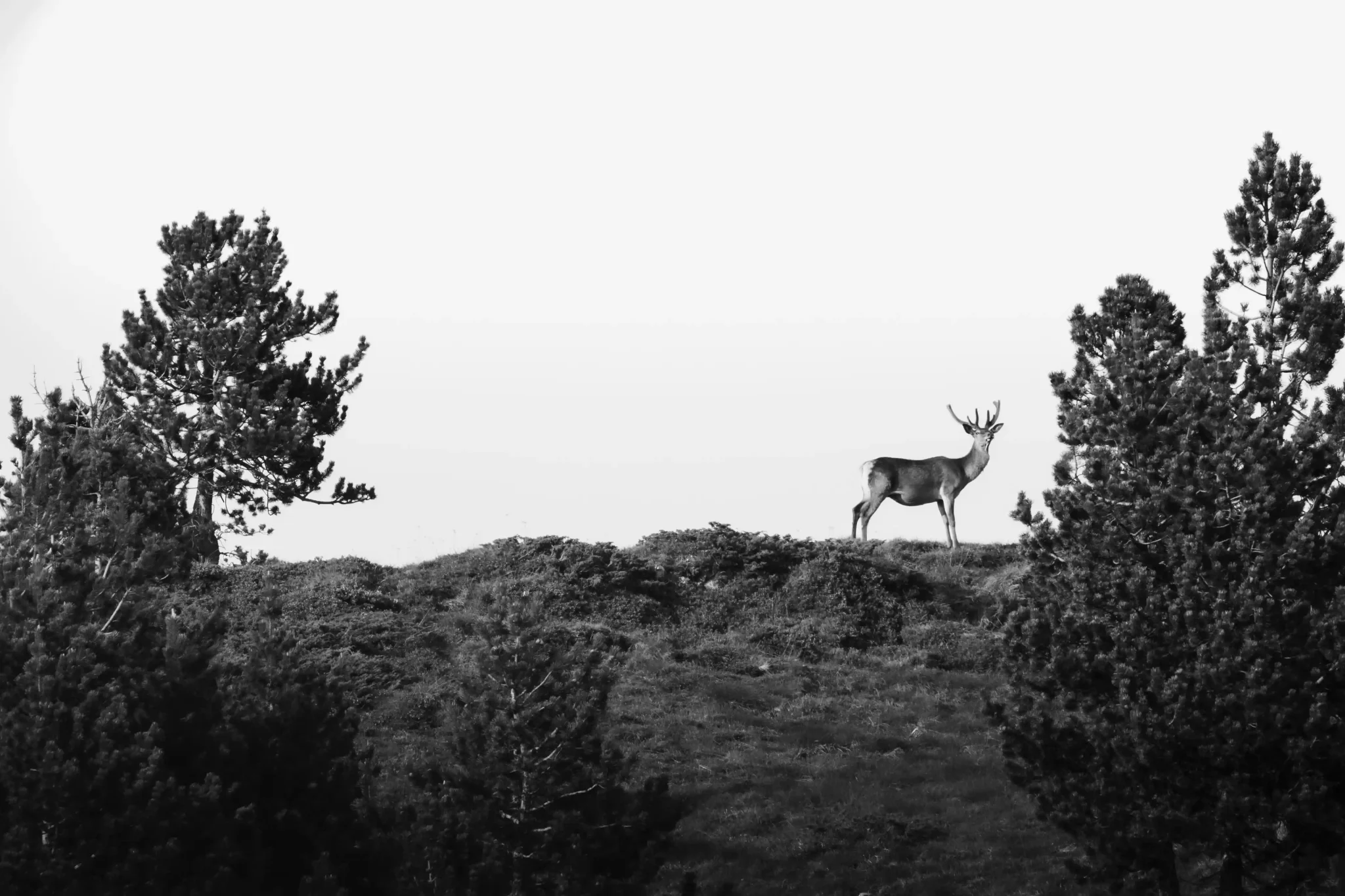 Fauna salvaje en el Valle de Aran